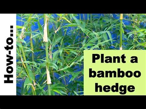 bamboo stakes bunnings|How to select and grow clumping bamboo .